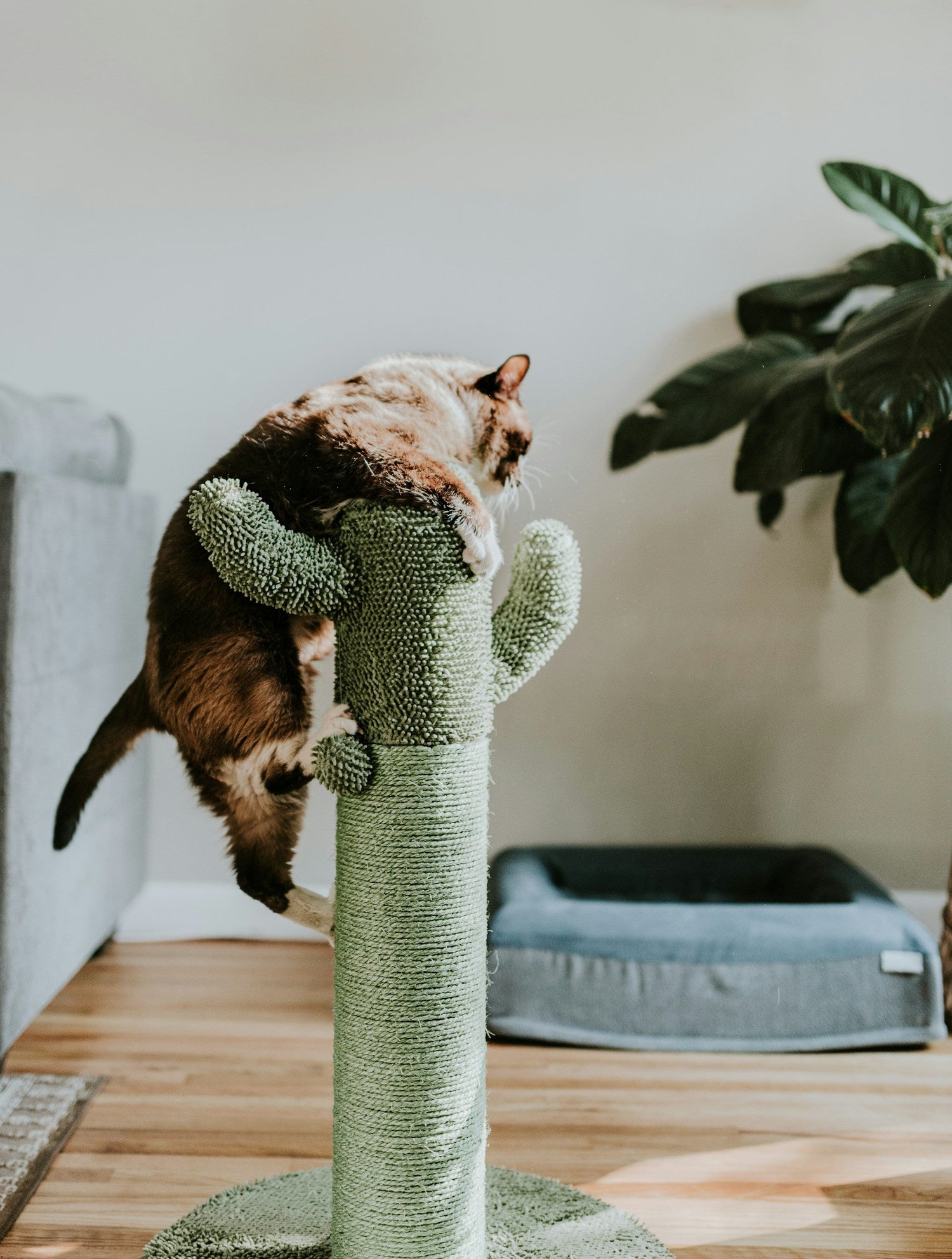 Cat Tree, Scratching Posts
