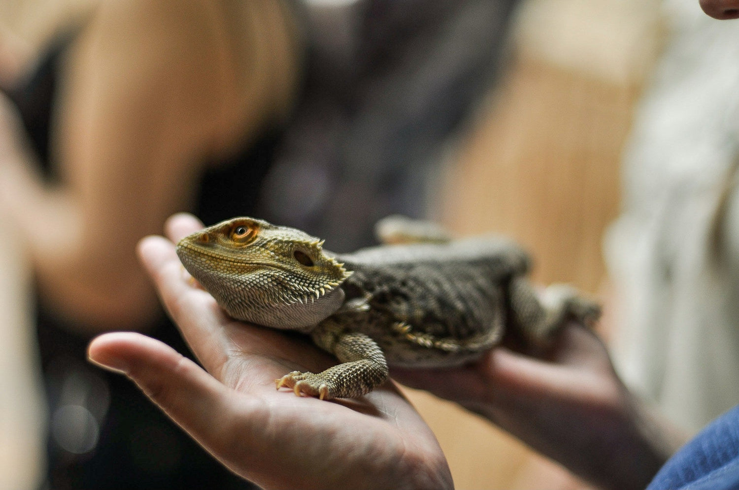 Reptile